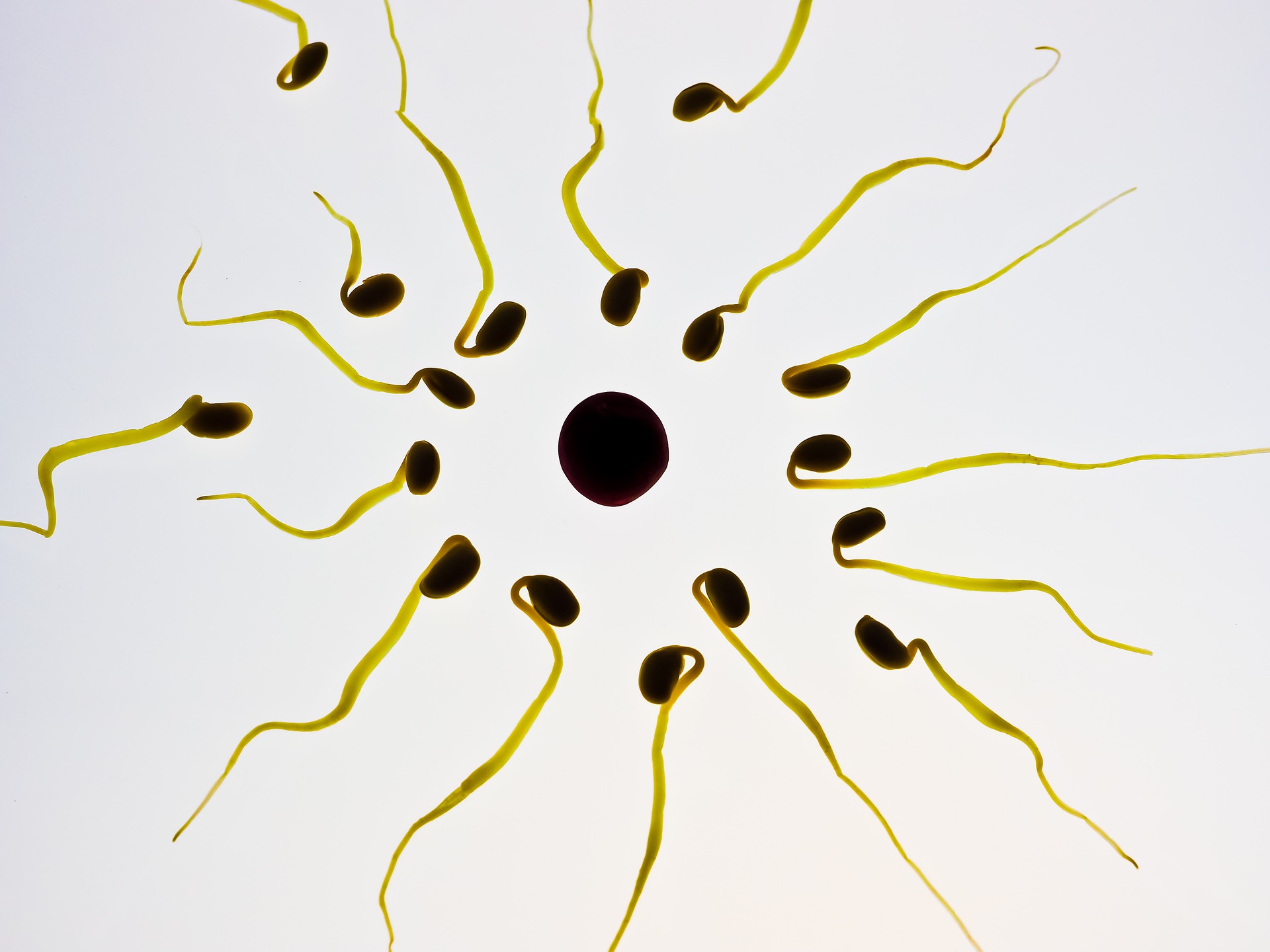 How Fertility Acupuncture Works